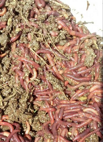 250 Live California Red Worms