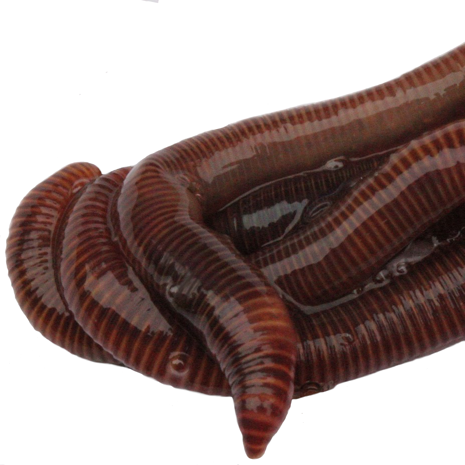 Homegrownworms.com - 250 Live Red Wigglers - Composting Worms - Live Delivery!!!